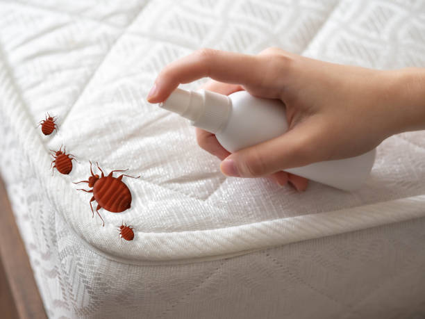 Best Bed Bug Extermination  in Columbia, MO