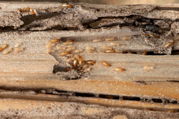 Best Termite Control Services  in Columbia, MO